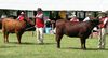 Red Poll heifers.JPG