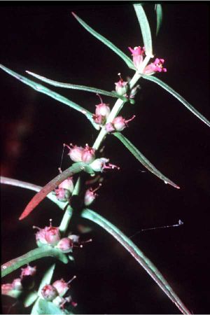 Ammanniacoccinea.jpg