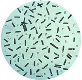 Botulism spores.jpg