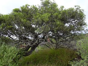 Starr 040513-0060 Diospyros sandwicensis.jpg