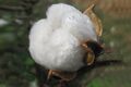 Cotton fibre