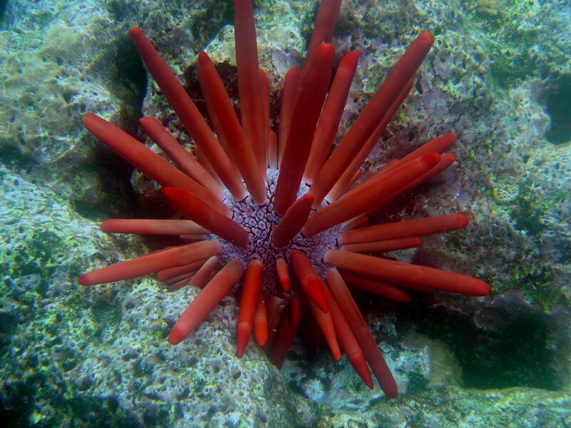 ملف:Heterocentrotus trigonarius.jpg
