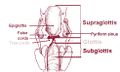 Larynx