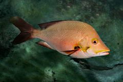 Paddletail melb aquarium.jpg