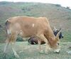Abergele cattle.jpg