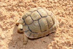 Testudo kleinmanni.jpg