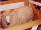 Drysdale ewe.jpg