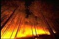 Forestfire