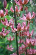 Lilium 'Manitoba Fox' 007.JPG