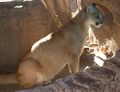 MountainLion.jpg