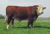 PolledHereford bull.jpg