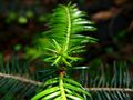 Young shoots on young tree, near ترخوڤا, مالا فاترا، سلوڤاكيا