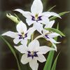 Acidanthera.jpg