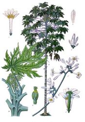 Carica papaya L. (whole plant, flowers)