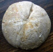 Clypeus ploti gives its name to the Clypeus Grit of Western England, part of the Oolite.[65]