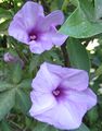 Morning glory Ipomoea