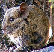 chinchilla rat
