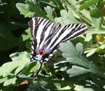 Eurytides marcellus 1 - Desert Botanical Garden.jpg
