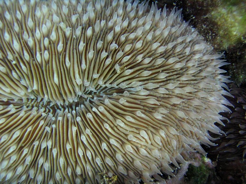 ملف:Fungia scutaria 1.jpg