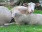 Leineschaf.jpg