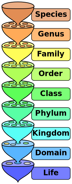 ملف:Biological classification L Pengo.svg