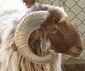 Kuwaiti sheep.jpg