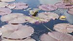 Marsh frog (Pelophylax ridibundus) in the pond of the garden