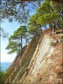 Pine Pitsunda on the slopes of the mountains by Dzhankhot