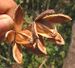 Cedrela odorata-fruit.jpg