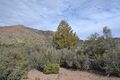 El Rincon Cypress DSC 0066 (26828864699).jpg