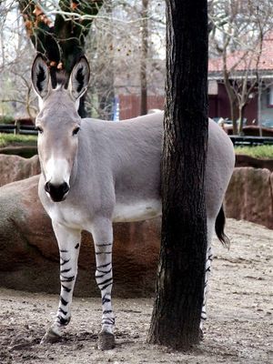 African wild Ass.jpg