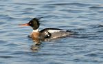 Mergus serrator -New Jersey -USA -winter-8.jpg