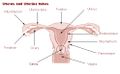 Uterus and uterine tubes