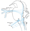 Primary terminal nuclei of the afferent (sensory) cranial nerves schematically represented; lateral view.