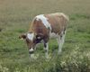 Cow 00.jpg