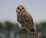 MOCHO-DOS-BANHADOS (Asio flammeus).jpg