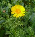 Garland chrysanthemum من الزهور الشائعة في الربيع.