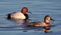 Canvasback pair2.jpg