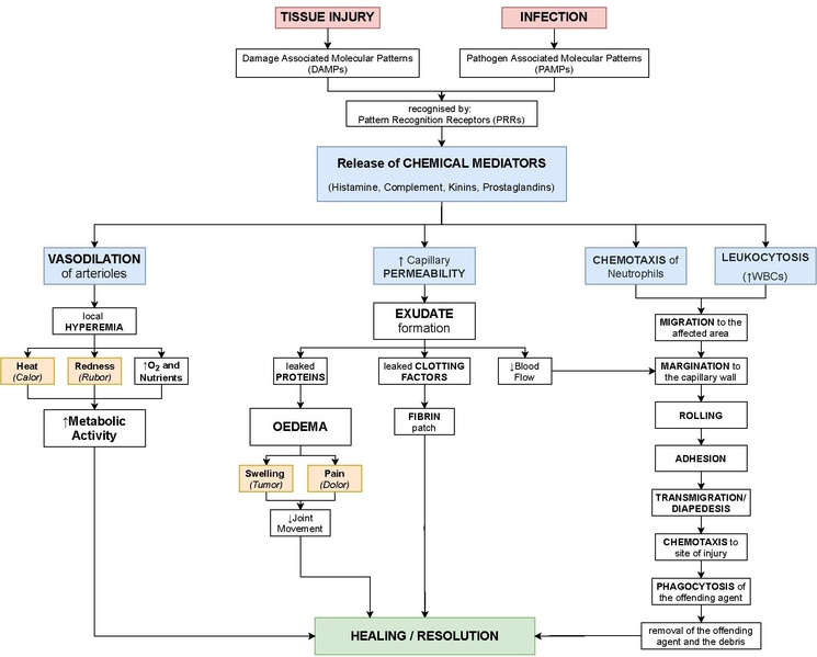 ملف:Events in Acute Inflammation.pdf