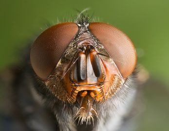 Calliphora vomitoria