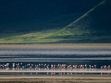 Lesser Flamingoes in the Ngorongoro Crater (2405442606).jpg