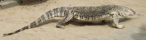 Varanus exanthematicus (SqueakyMarmot).jpg