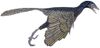 Archaeopteryx lithographica