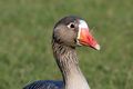 On Farmoor Reservoir, Oxfordshire