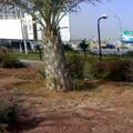 Zarqa12.jpg