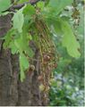 Neuroterus quercusbaccarum sexual generation gall.