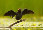 Phalacrocorax pygmeus 1 (Martin Mecnarowski).jpg