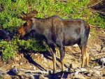 Shiras Bull at Cecret Lake a 07-25-12.JPG