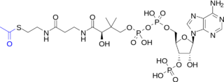 Acetyl-CoA-2D colored.svg