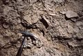 Hurrican breccia cemented (early diagenesis) at the surface of a bed, top of a regressive, metric, sequence. Middle Lias, High Atlas.